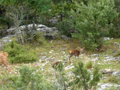 Parque Natural Cazorla-Sistema Prebético;vall de laguar senderismo rutas por cabañeros tiendas sen